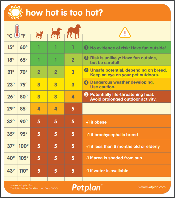How Hot is Too Hot for Your Dog? Meyer & Associates